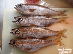 クロムツの寿司　デリバリー　出前