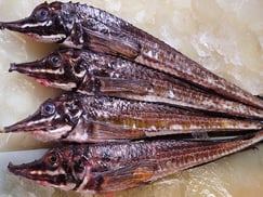 ハッカク　北海道　未利用魚