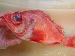 アラスカメヌケ　羅臼　未利用魚