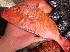 ナンヨウヒメジの寿司　デリバリー