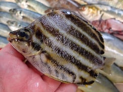 カゴカキダイの寿司　デリバリー