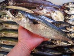 ゴマサバの寿司　美味しいお寿司　出前