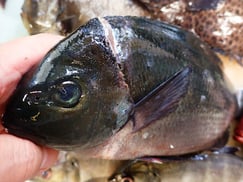 メジナの寿司　出前