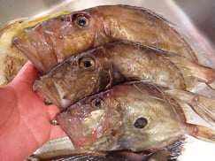 マトウダイの寿司　デリバリー