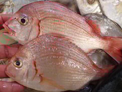 チダイの寿司　デリバリー