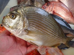 ヘダイの寿司　デリバリー　出前