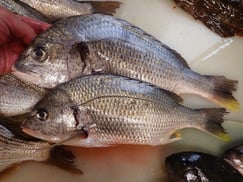 キビレの寿司　デリバリー　出前