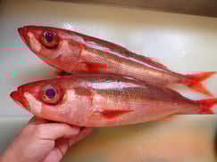 ハチビキの寿司　出前　デリバリー