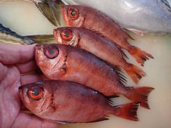 ホウセキキントキの寿司　デリバリー