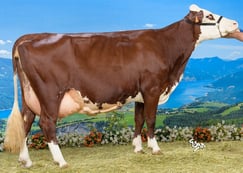 MILKA (Ionesco)  Gaec Ferme Jacquet (74)