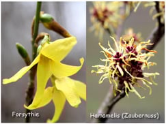 Forsythie, Zaubernuss (Hamamelis)