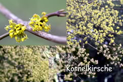 Kornelkirsche