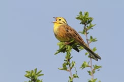 Singende Goldammer (Foto: H.-J. Fünfstück, LBV-Bildarchiv)