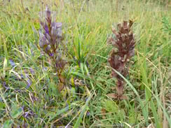 Deutscher Enzian (Foto: R. Zeiner)