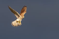 Rüttelnder Turmfalke (Weibchen) (Foto: G. Zieger, LBV-Bildarchiv)