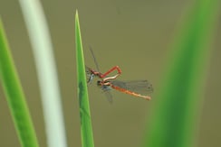 Libellen, Paarungsrad