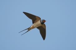 Rauchschwalbe im Flug (Foto: Z. Tunka / LBV)
