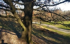 Lieblingsbaum © Simon Weigl