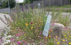 Grasfrosch © Ralph Sturm, LBV Bildarchiv