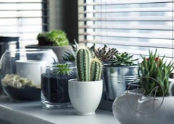 Petite plante grasse intérieur