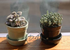 Plante décorative ikéa