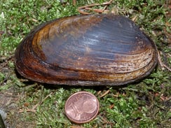 Bachmuschel Unio crassus Obenhausen Ried Größe Größenvergleich LBV Neu-Ulm