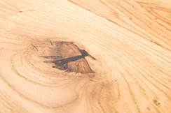 Nr.14 Räuchereiche Charakter Homberg