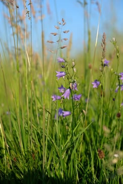 Fujifilm X-H1 & Fujinon XF 16-55mm / ISO 200 / 55mm / f/4.0 / 1/1500sek.