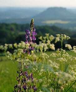 Fujifilm X-H1 & Fujinon XF 16-55mm / ISO 200 / 55mm / f/5.6 / 1/500sek.