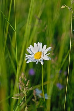 Fujifilm X-H1 & Fujinon XF 16-55mm / ISO 200 / 55mm / f/4.0 / 1/600sek.