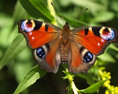 Tagpfauenauge (c) Petra Altrichter