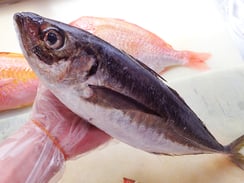 マアジ　寿司　出前