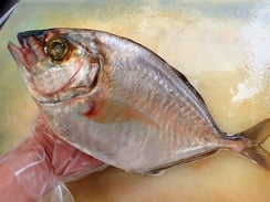 カイワリ　産直　対馬