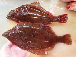 メイタガレイ　秋田の地魚　高級寿司