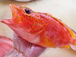 アヤメカサゴ　寿司　出前