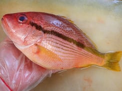 ヨコスジフエダイ　高級寿司　仕込