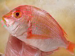 レンコダイ　産直　対馬