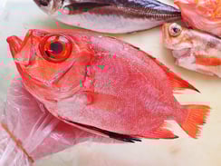 チカメキントキ　寿司　出前