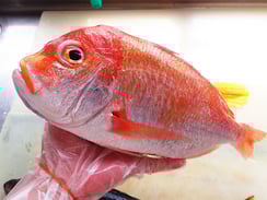 レンコダイ　寿司　出前