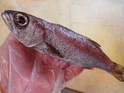 クロムツ　産直　対馬