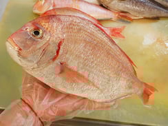 チダイ　高級寿司　出前