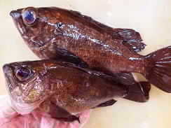 クロメバル　秋田の地魚　高級寿司