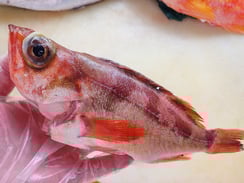 ウスメバル　寿司　出前