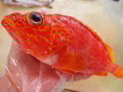 アヤメカサゴ　産直　対馬