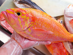 アカイサキ　寿司　出前