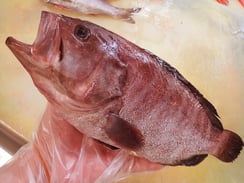 マハタ　産直　対馬