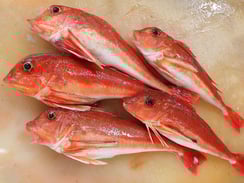 カナガシラ　秋田の地魚　高級寿司