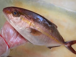 かんぱち　高級寿司　仕込