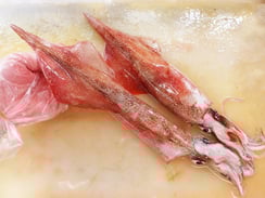 ヤリイカ　秋田の地魚　高級寿司