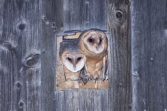 Junge Schleiereulen  ©Hugo Gabriel